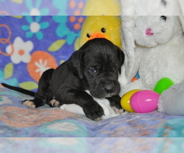 Medium Photo #1 Great Dane Puppy For Sale in CALDWELL, ID, USA