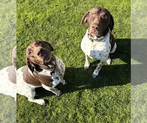 German Shorthaired Pointer Dogs for adoption in Dana Point, CA, USA