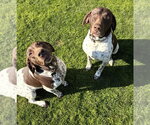 Small German Shorthaired Pointer