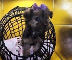 Small Photo #9 YorkiePoo Puppy For Sale in BLUE MOUND, TX, USA