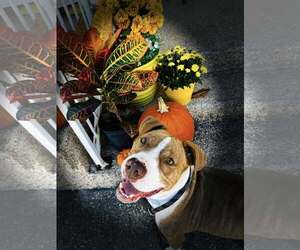 Mutt Dogs for adoption in Rowlett, TX, USA
