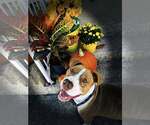 Small #3 Breeder Profile image