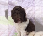 Small Photo #6 Labradoodle Puppy For Sale in DONALDS, SC, USA