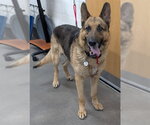 Small German Shepherd Dog