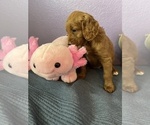 Small Photo #43 Goldendoodle Puppy For Sale in FRESNO, CA, USA