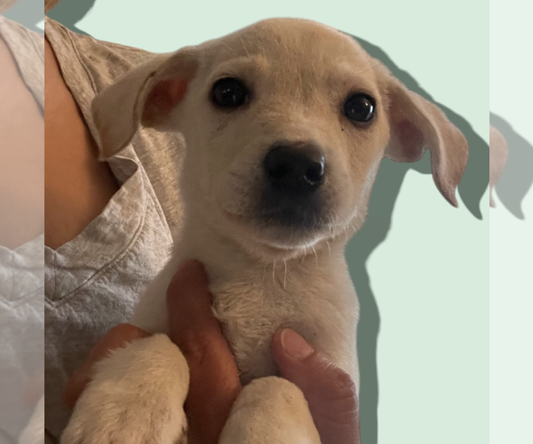 Medium Photo #5 Chihuahua-Unknown Mix Puppy For Sale in Rockville, MD, USA