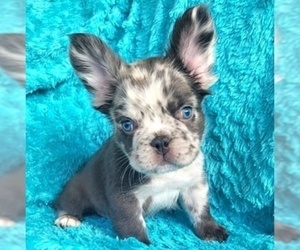 French Bulldog Puppy for Sale in LAS VEGAS, Nevada USA