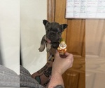 Puppy Doc French Bulldog