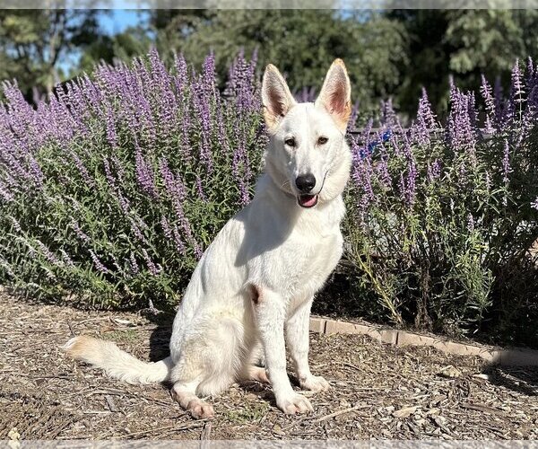 Medium Photo #1 German Shepherd Dog Puppy For Sale in San Diego, CA, USA