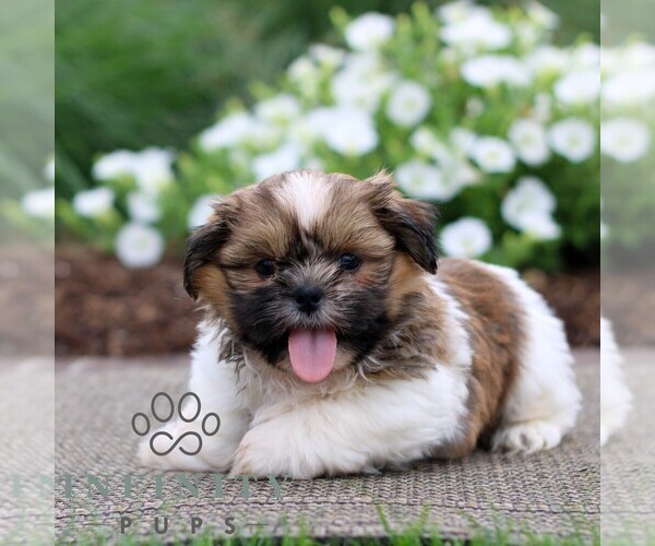 Medium Photo #3 Shih Tzu Puppy For Sale in GORDONVILLE, PA, USA