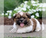 Small #2 Shih Tzu