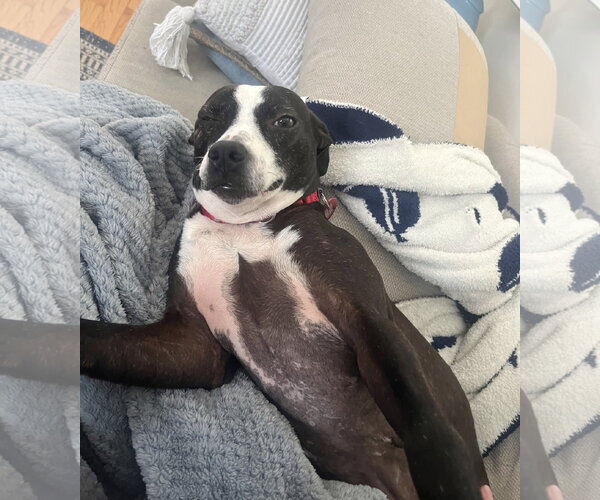 Medium Photo #10 Boston Terrier-Unknown Mix Puppy For Sale in Wakefield, RI, USA