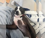 Small #9 Boston Terrier Mix