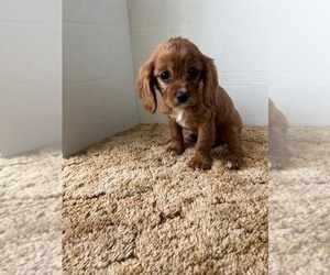 Cavalier King Charles Spaniel Puppy for sale in WATERTOWN, WI, USA