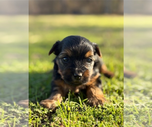 Medium Photo #2 Yorkshire Terrier Puppy For Sale in HILLSBORO, TX, USA