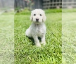 Puppy White Puppy Goldendoodle