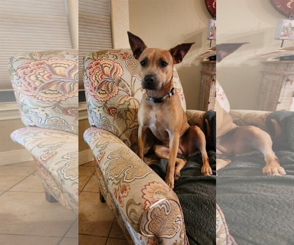 Medium Photo #11 American Staffordshire Terrier-Black Mouth Cur Mix Puppy For Sale in Spring, TX, USA