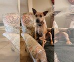 Small #10 American Staffordshire Terrier-Black Mouth Cur Mix
