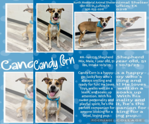 Mutt Dogs for adoption in Woodbury, NY, USA