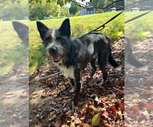 Pedro - Male Mutt Dog for Adoption - Photo #4