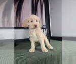 Small #4 Labradoodle