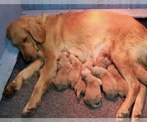 Mother of the Golden Retriever puppies born on 05/05/2022