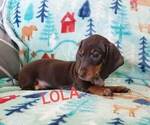 Small #5 Dachshund