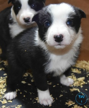 Medium Photo #3 Border Collie Puppy For Sale in WHITE SALMON, WA, USA