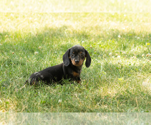 Dachshund Puppy for sale in NAPPANEE, IN, USA