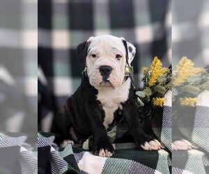 English Bulldog-Olde English Bulldogge Mix Puppy for sale in OXFORD, PA, USA