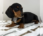 Small #6 Dachshund
