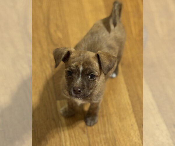 Medium Photo #3 Chihuahua-Unknown Mix Puppy For Sale in Bellevue, WA, USA