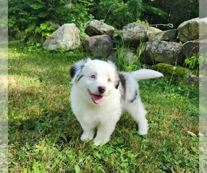 Miniature Australian Shepherd Puppy for sale in SANDOWN, NH, USA