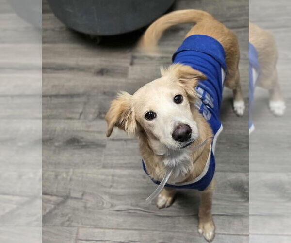 Medium Photo #1 Beago Puppy For Sale in Lakewood, CO, USA