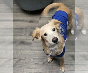 Beago Dogs for adoption in Lakewood, CO, USA