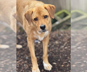 Labrador Retriever-Unknown Mix Dogs for adoption in Sequim, WA, USA