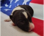 Small Photo #37 Border Collie Puppy For Sale in NORBORNE, MO, USA
