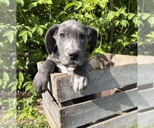 Great Dane Puppy for sale in MIDDLEBURY, IN, USA