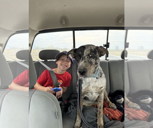 Medium Photo #3 Australian Shepherd-Unknown Mix Puppy For Sale in Polson, MT, USA
