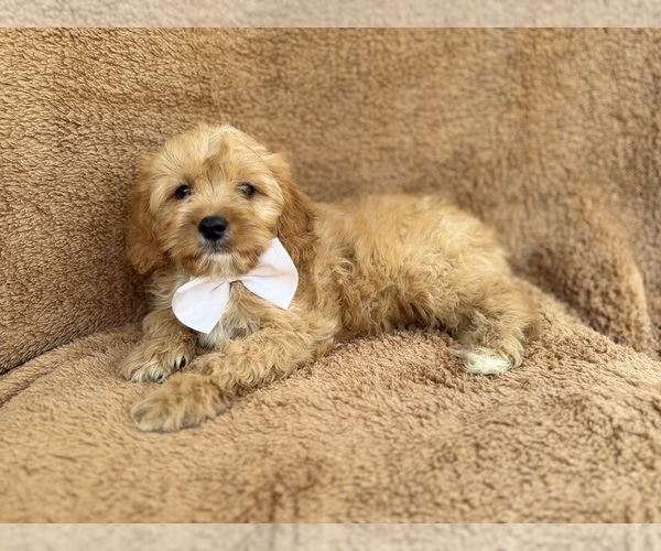 Medium Photo #1 Cavapoo (Miniature) Puppy For Sale in LAKELAND, FL, USA