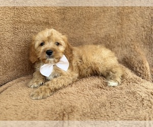 Cavapoo (Miniature) Puppy for sale in LAKELAND, FL, USA