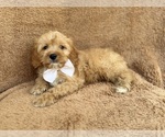 Small Cavapoo (Miniature)