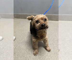 Mutt Dogs for adoption in Las Vegas, NV, USA