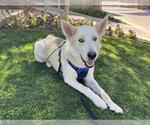 Small #1 German Shepherd Dog Mix