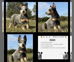 Australian Cattle Dog Puppy for sale in ZOLFO SPRINGS, FL, USA