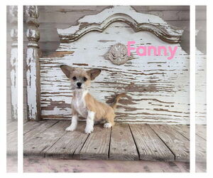 Chihuahua-Unknown Mix Dogs for adoption in Boonton, NJ, USA