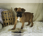 Small #4 Boxer