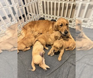 Mother of the Golden Retriever puppies born on 07/03/2025