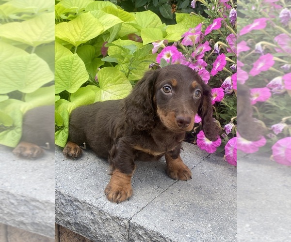 Medium Photo #3 Dachshund Puppy For Sale in CANOGA, NY, USA