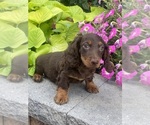 Small #2 Dachshund